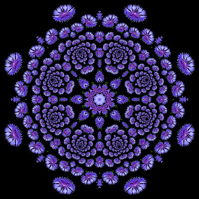 Evolved kaleidoscope created with spiral arrangement I did with the wild flower