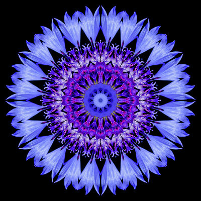 Kaleidoscope created with a wild flower seen in June