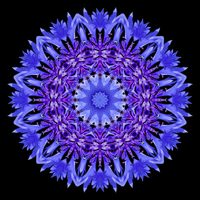 Kaleidoscope created with a wild flower seen in June