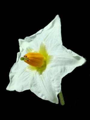 A close-up of a potato flower