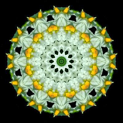 Kaleidoscope created from a picture of potato flowers