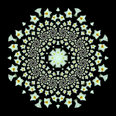 Evolved kaleidoscope created with a potato flower spiral