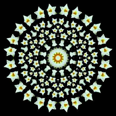 Evolved kaleidoscope created with a potato flower spiral