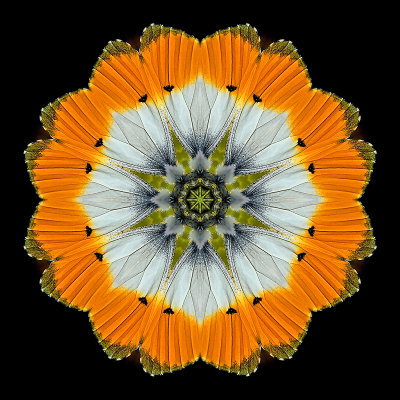 Kaleidoscope created with a picture of a butterfly on a green leaf