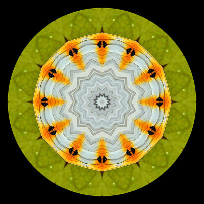 Kaleidoscope created with a picture of a butterfly on a green leaf