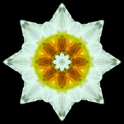 Kaleidoscope created with a flower of blooming potato in a farm field