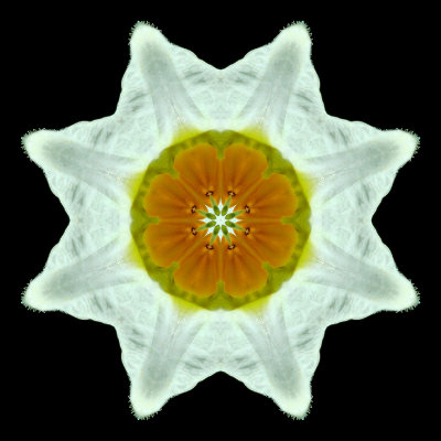 Kaleidoscope created with a flower of blooming potato in a farm field