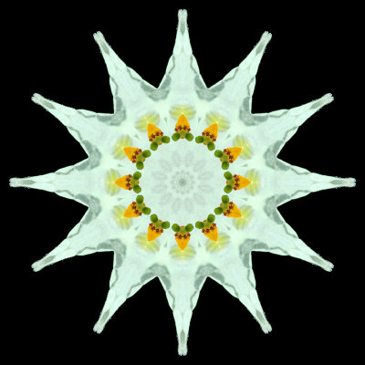 Kaleidoscope created with a flower of blooming potato in a farm field