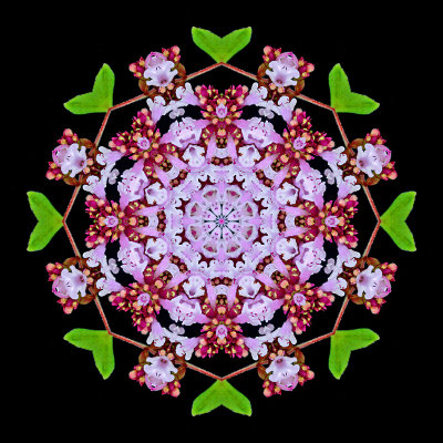 Kaleidoscopic picture created with a wild flower seen in my village