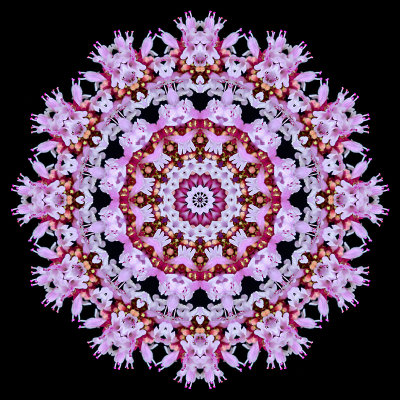 Kaleidoscopic picture created with a wild flower seen in my village