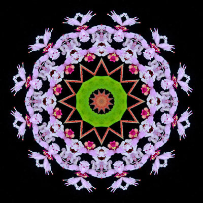 Kaleidoscopic picture created with a wild flower seen in my village