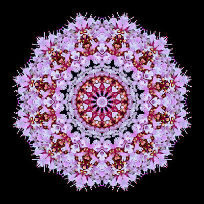 Kaleidoscopic picture created with a wild flower seen in my village