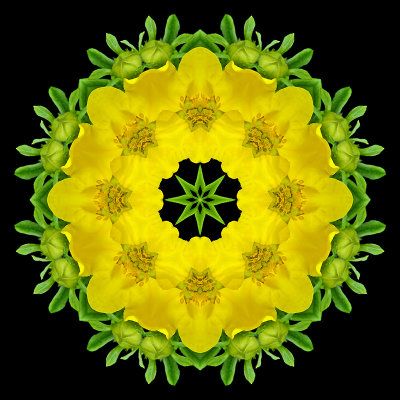 Kaleidoscope created with a wild flower seen in my village