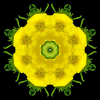 Kaleidoscope created with a wild flower seen in my village