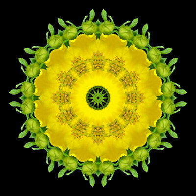 Kaleidoscope created with a wild flower seen in my village