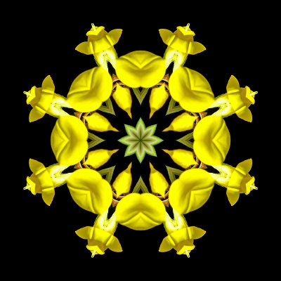 Kaleidoscope created with a small wild flower seen in July