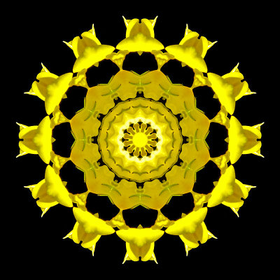 Kaleidoscope created with a small wild flower seen in July