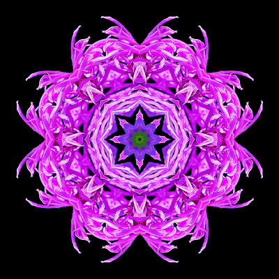 Kaleidoscope created with a wild flower seen in July