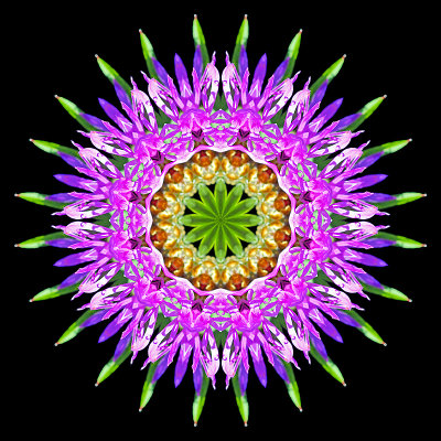 Kaleidoscope created with a wild flower seen in July