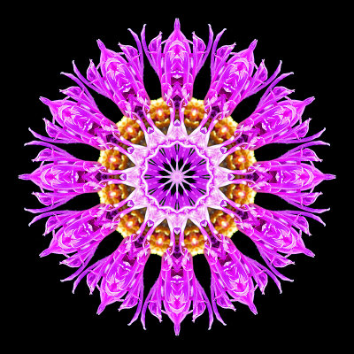 Kaleidoscope created with a wild flower seen in July