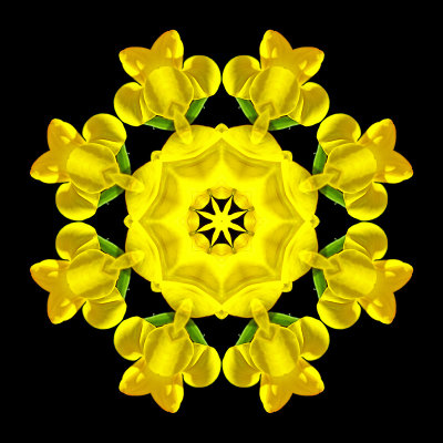 Kaleidoscopic picture created with a small wild flower seen in early July