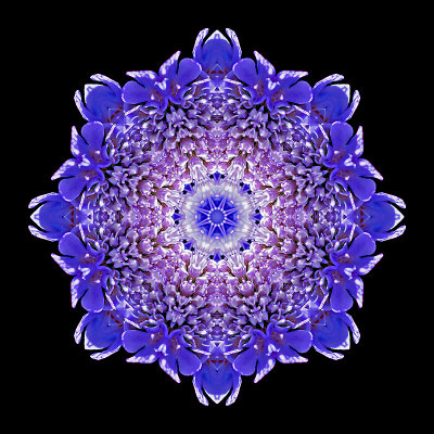 Kaleidoscopic picture created with a small wild flower seen in early July