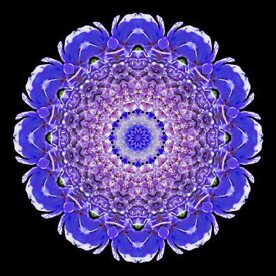 Kaleidoscopic picture created with a small wild flower seen in early July