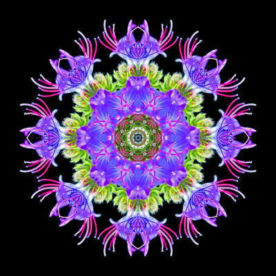 Kaleidoscopic picture created with a small wild flower seen in early July