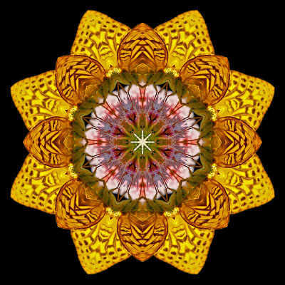 Kaleidoscopic picture created with a butterfly on a wild flower