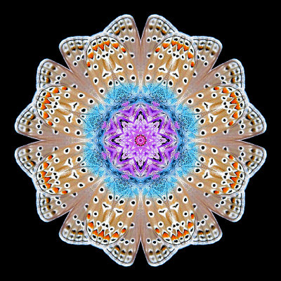 Kaleidoscopic picture created with a butterfly on a wild flower