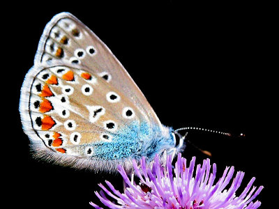 Butterfly on a wild flower - source picture for kaleidoscopic creations