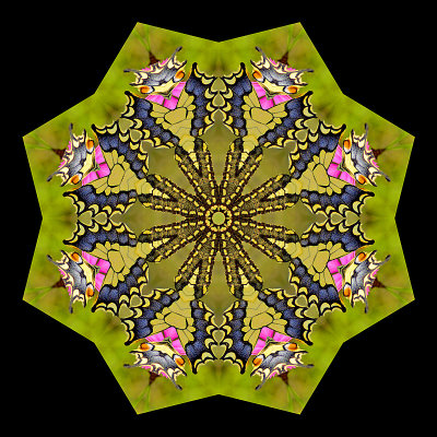 Kaleidoscopic picture created with a butterfly in a green field