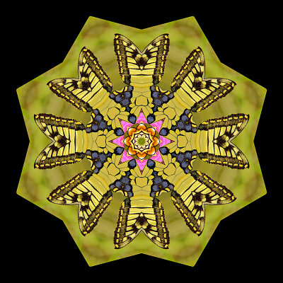 Kaleidoscopic picture created with a butterfly in a green field