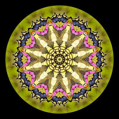 Kaleidoscopic picture created with a butterfly in a green field