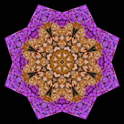 Kaleidoscopic picture created with a small butterfly on a wild flower