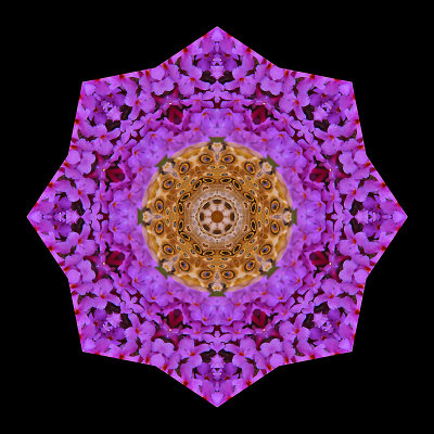 Kaleidoscopic picture created with a small butterfly on a wild flower