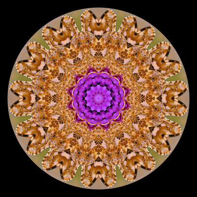 Kaleidoscopic picture created with a small butterfly on a wild flower