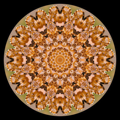 Kaleidoscopic picture created with a small butterfly