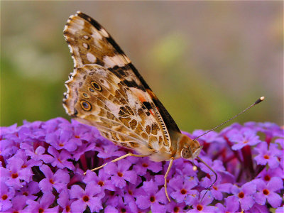 A small butterfly on a wild flower