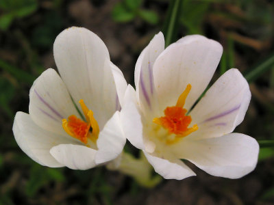 Alpine crocus flowers seen above 1200 meters altitude - source picture used for kaleidoscopic creations