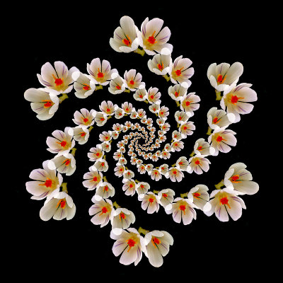 Spiral creation with crocus flowers. 78 copies of the flowers