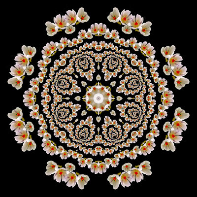 Evolved kaleidoscope created with crocus flowers