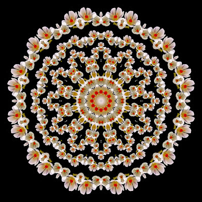 Evolved kaleidoscope created with crocus flowers