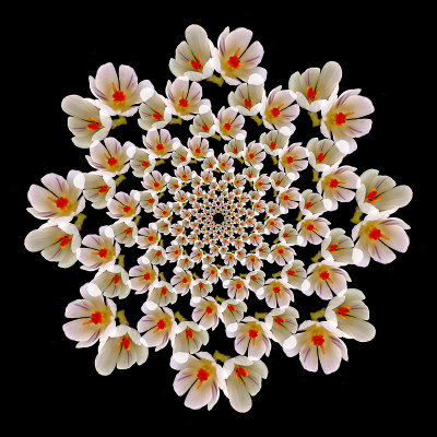 Logarithmic arrangement of crous flowers. 104 copies of the flowers.