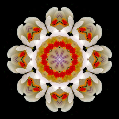 Kaleidoscope created with crocus flowers