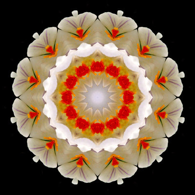 Kaleidoscope created with crocus flowers