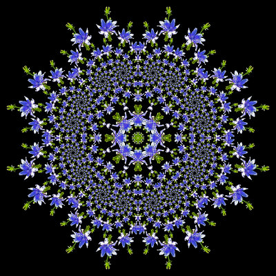 Evolved kaleidoscopic creation with a wild blue flower