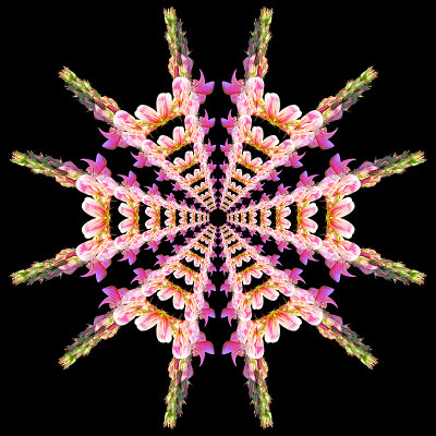 Kaleidoscopic creation with a wild flower seen in September