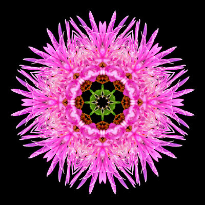 Kaleidoscopic image created with a wild flower