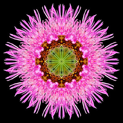 Kaleidoscopic image created with a wild flower